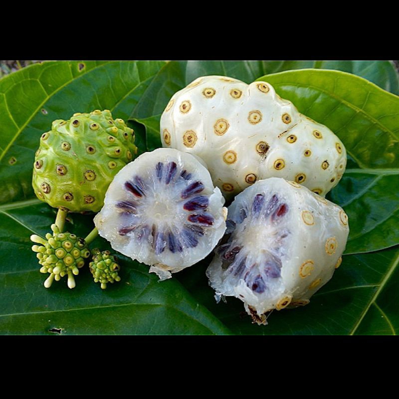 

500 g Buah mengkudu segar