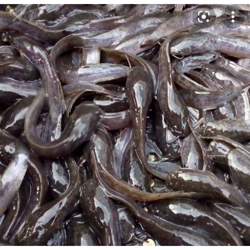bibit ikan lele sangkuriang aneka ukuran 14-15 cm