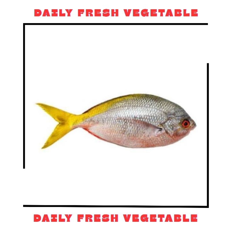 

Ikan Ekor Kuning 500gr