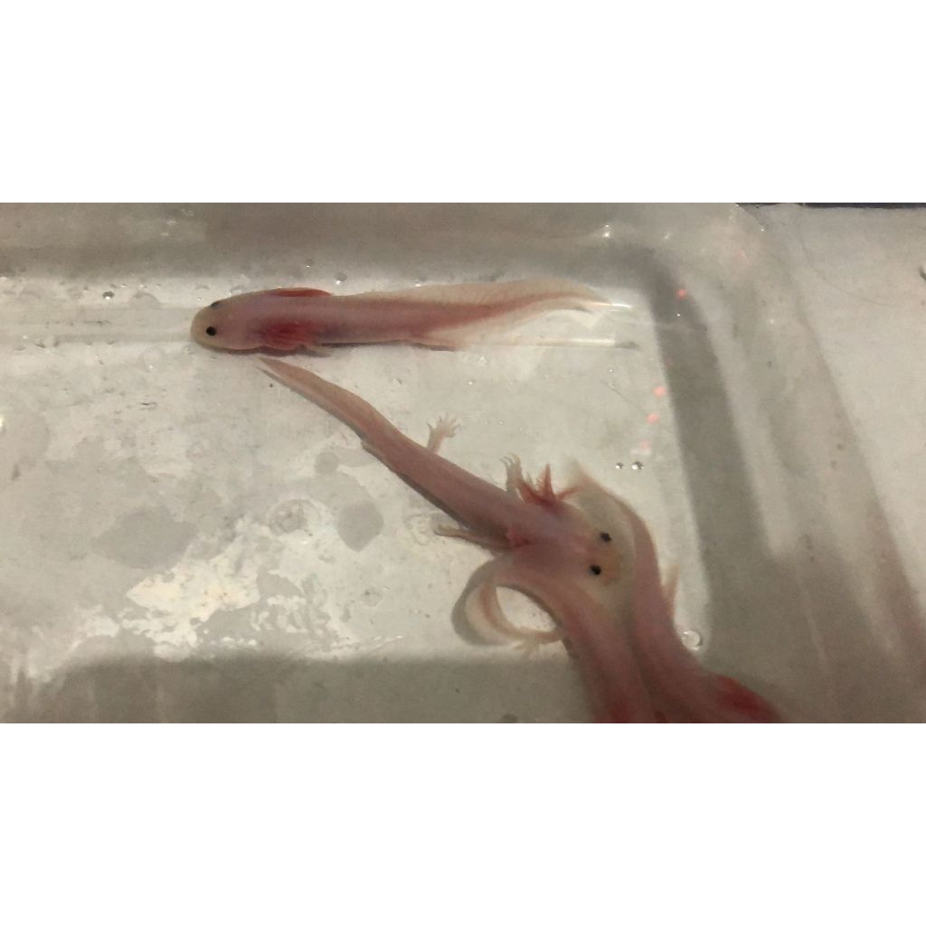AXOLOTL LEUCISTIC  SALAMANDER AXOLOTL BERBAGAI UKURAN