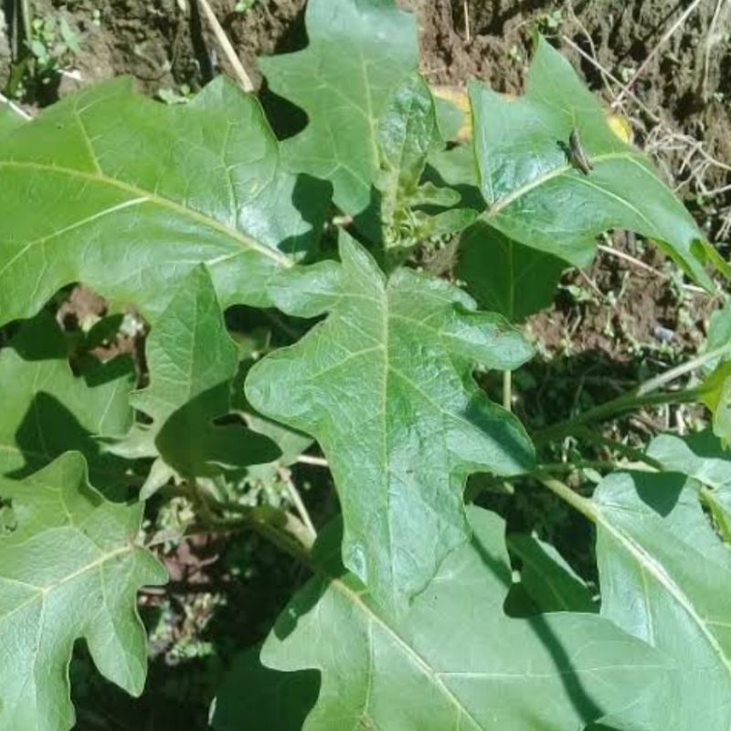 

Daun Cepokak Segar petik langsung paket 1 kg