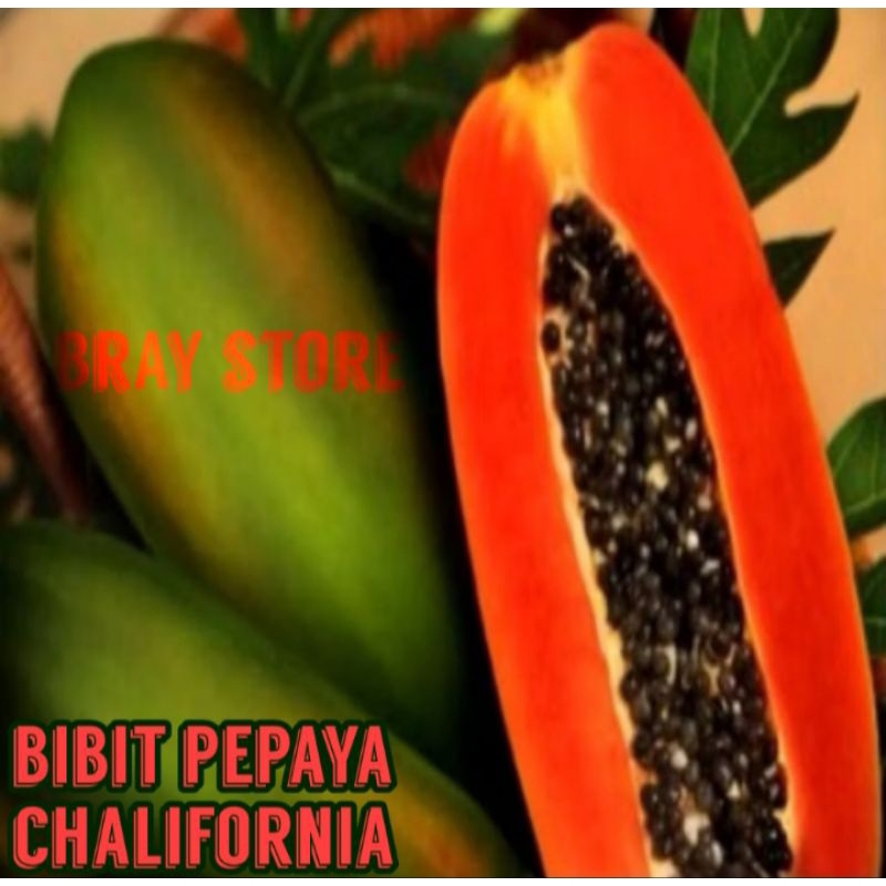 BIBIT BIJI POHON PENDEK PEPAYA CALIFORNIA 50 BUTIR