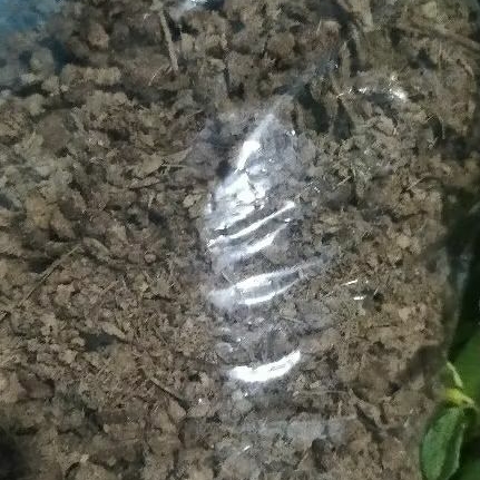 KOHE SAPI SIAP PAKAI