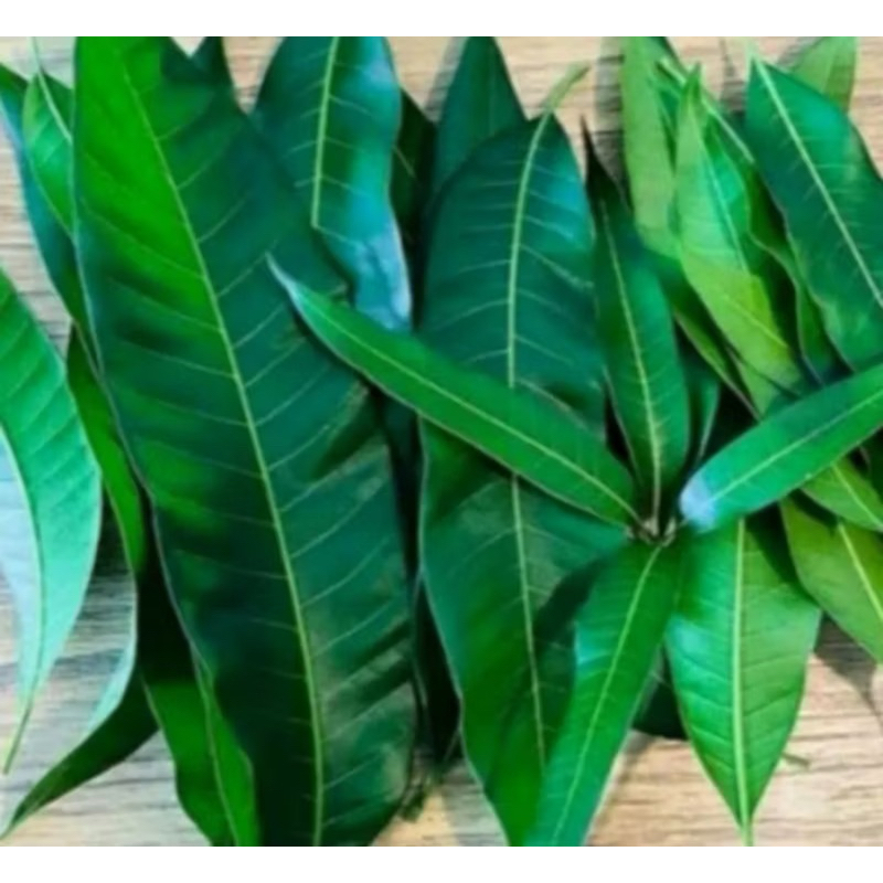 

Daun mangga 300gr