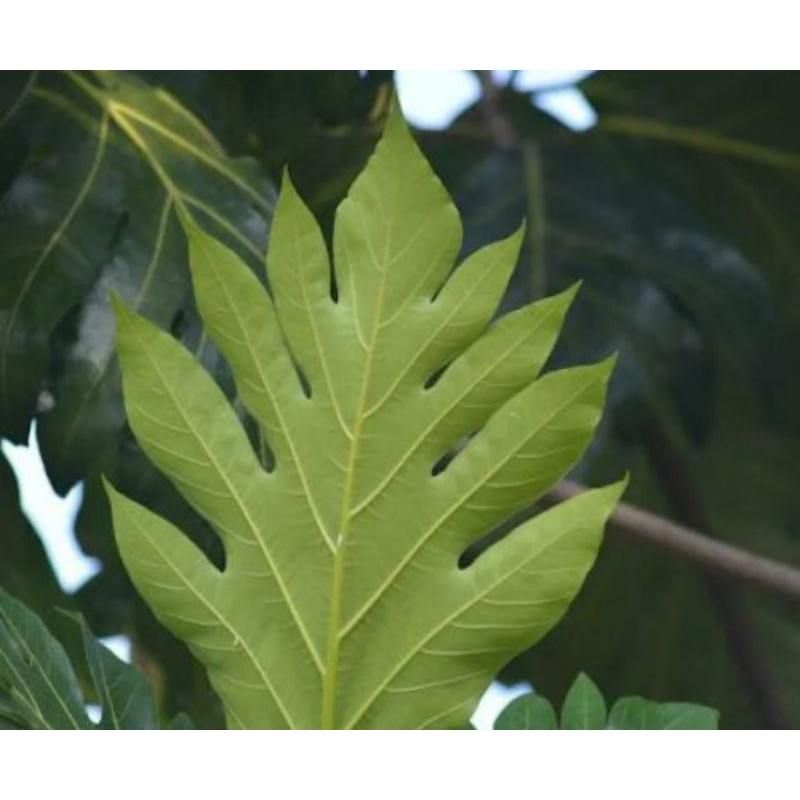 

Daun sukun segar daun sukun tua 500g