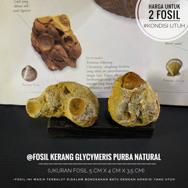 Fosil Kerang Glycymeris Purba Natural B7 atau Fosil Keong Temuan atau Fosil Kijing atau Fossil Shell