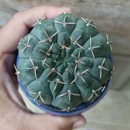 kaktus ochoteranae/ocho kaktus jumbo