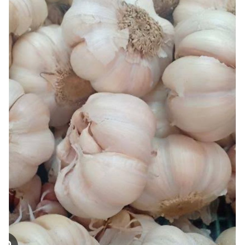 

bawang putih banci besar segar fress 1kg