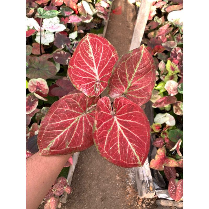 CALADIUM HYBRID SUPER MENOR MIRIP ROT