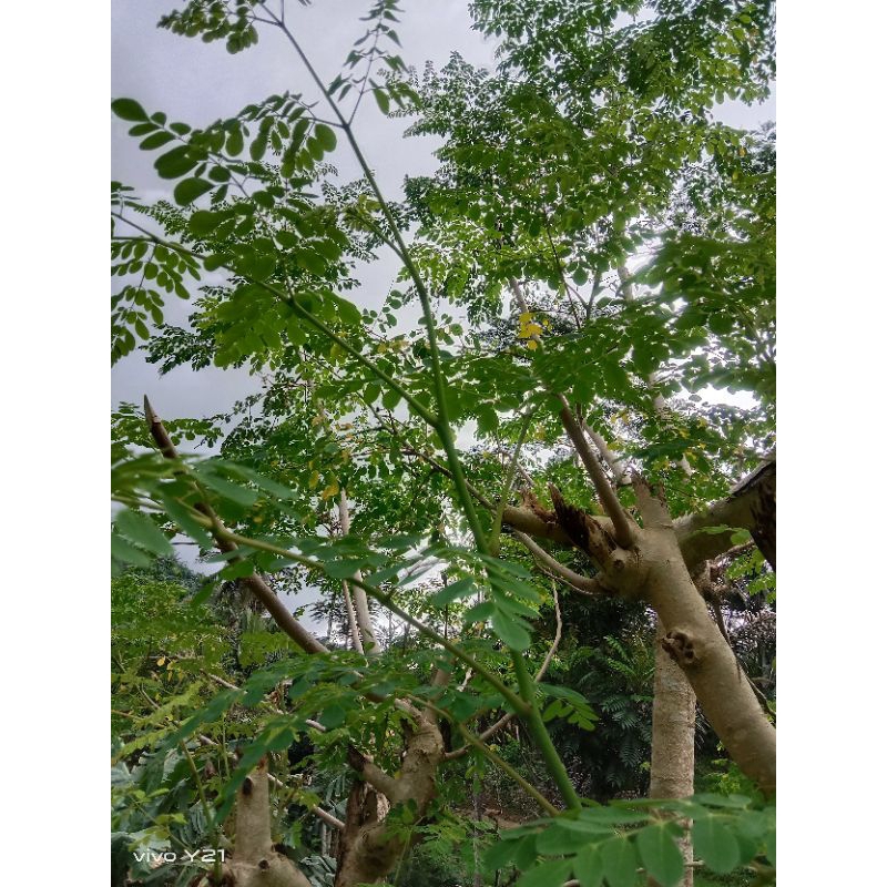 

daun kelor segar/250grm