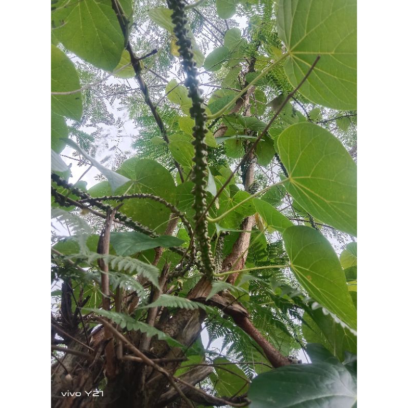 

Brotowali/patrawali segar250/gram