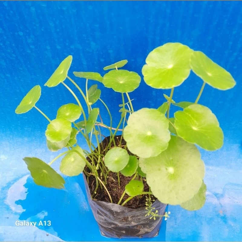Tanaman Pegagan Air / Pegagan Daun Halus