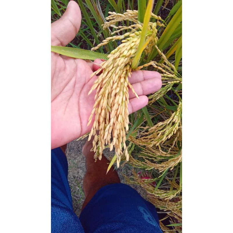 benih padi infari 42 super unggul berkualitas