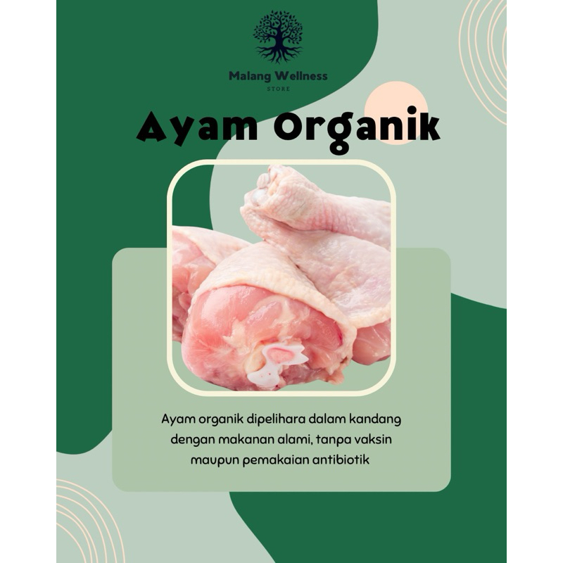 

Ayam Broiler Organik