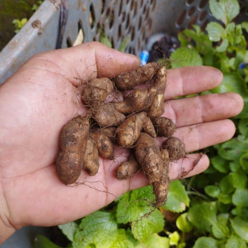 

kentang hitam ireng bulu jembut kleci UKURAN KECIL