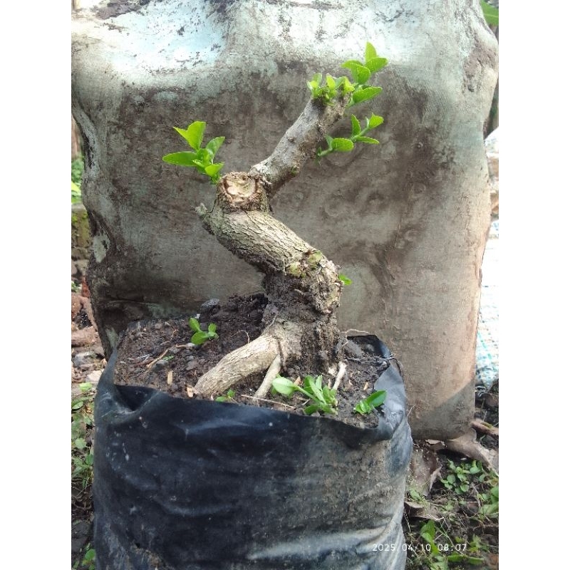 Sancang Meliuk Realpict