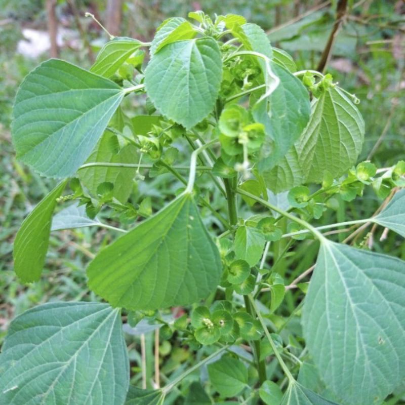 

Daun anting-anting segar fresh dipetik dadakan waktu dipesan 500gr/setengah koli (akar & batang)