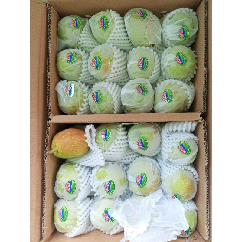 

Pir Hijau Xanglie Manis 1kg