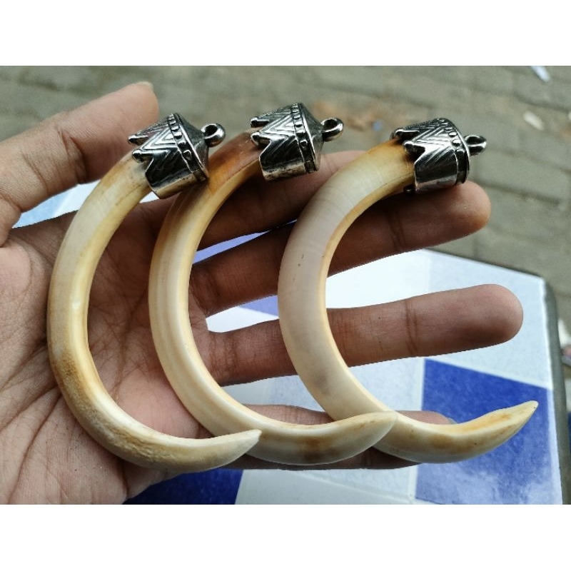 Liontin Taring babi asli 100% bonus tali kalung Korea