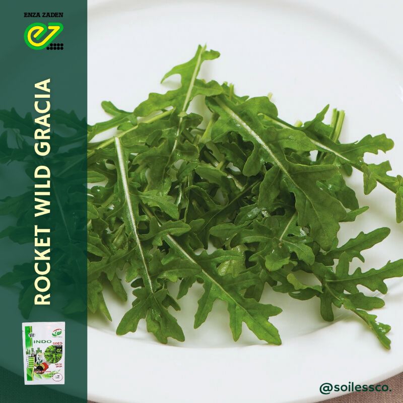 benih lettuce arugula rocket wild gracia indoseed