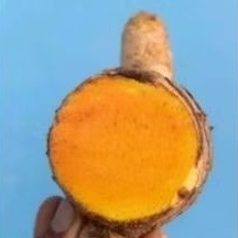 

Temulawak tanaman obat tradisional yang ampuh 1000 gram