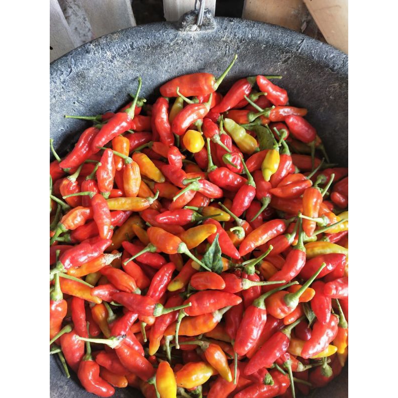 

cabe rawit merah setan pedas 500-1000gr