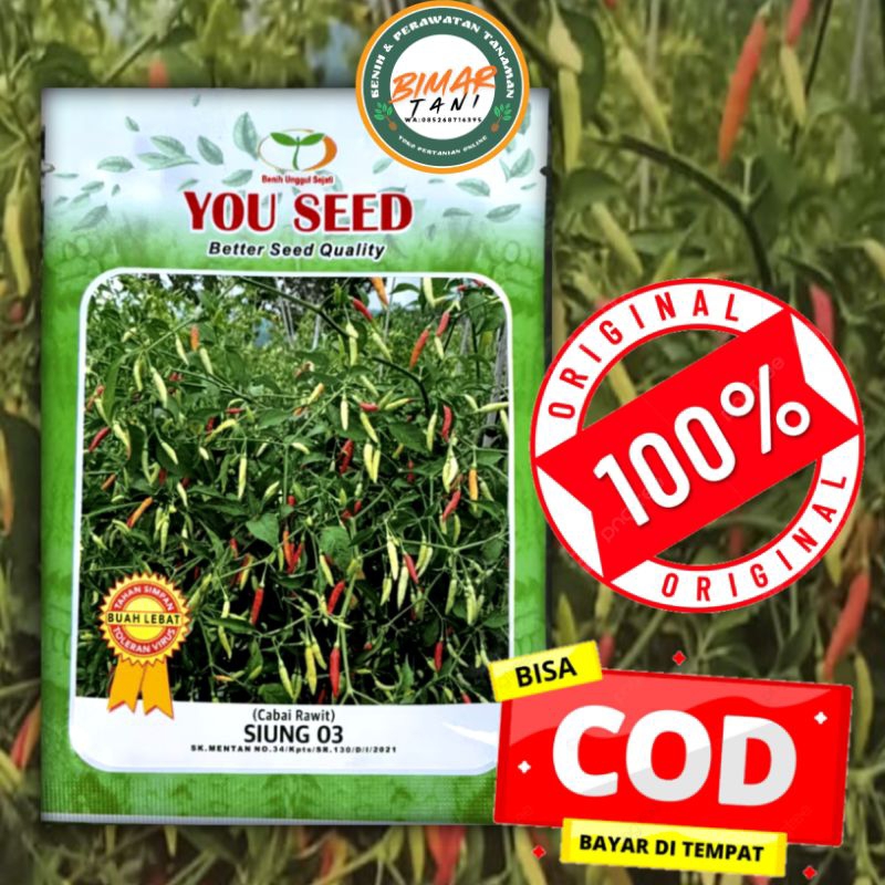 Cabe Siung 03, Cabe Patalan, Tahan Cuaca Extream