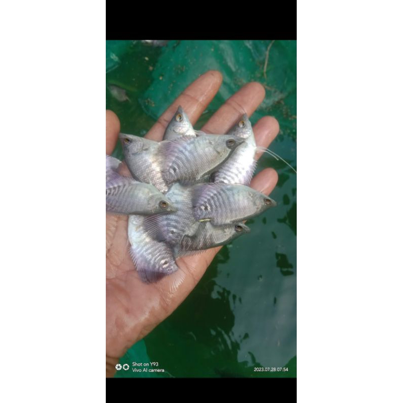 Paket 5 ekor Gurame Soang size Silet