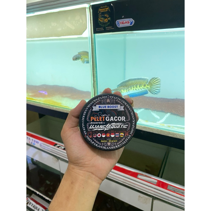 Super Pelet Gacor Blue Boost Ujang Aquatic