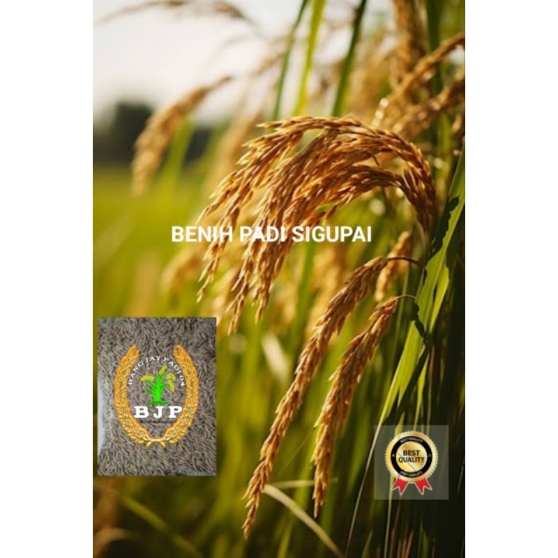 BENIH PADI UA 12 SIGUPAI KEMASAN 1KG