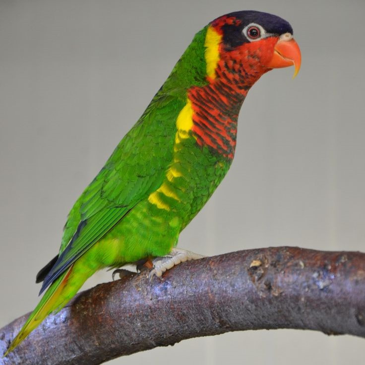 Dora Warna Cantik Istimewa Cocok Untuk Aviary Hiasan Sepasang