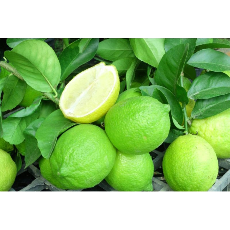 

Fresh Buah Jeruk Lemon California 1kg