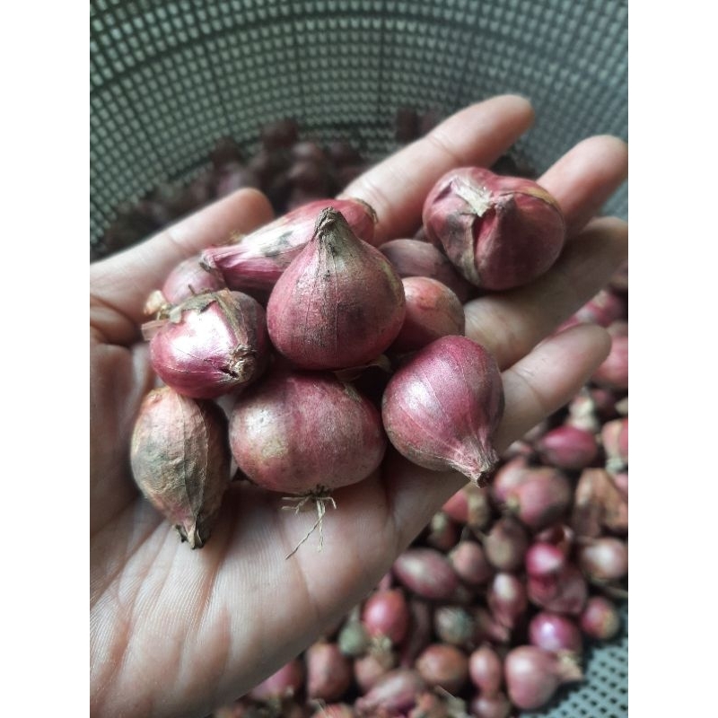 

Bawang Merah Probolinggo