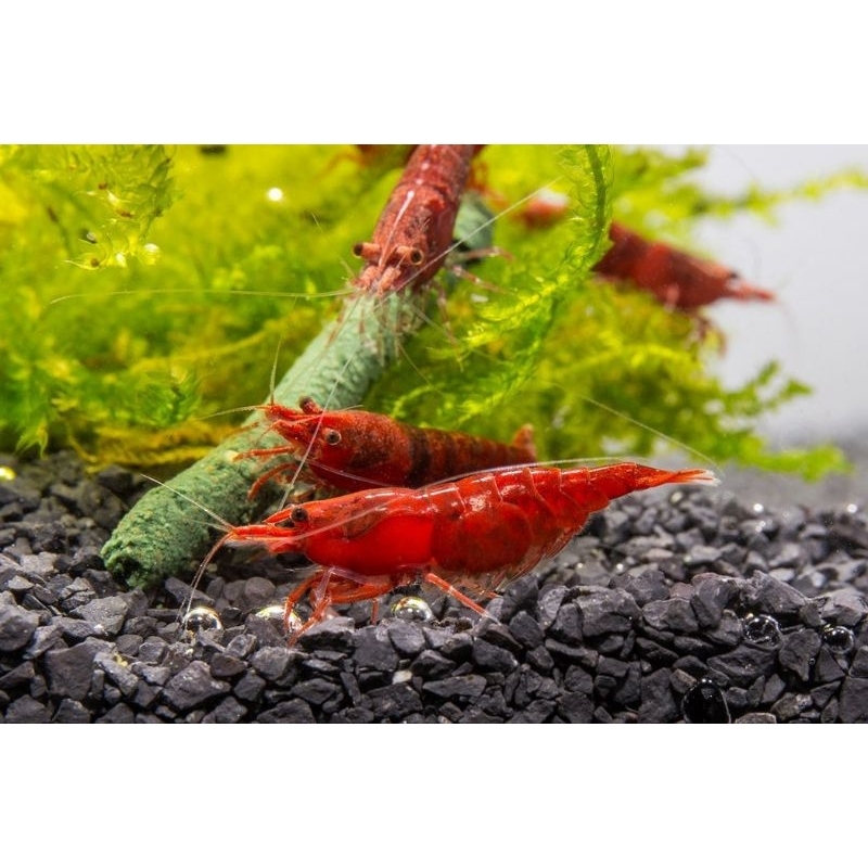 Paket Tanaman Udang Bloody Marry Isi 10 Hias Aquascape