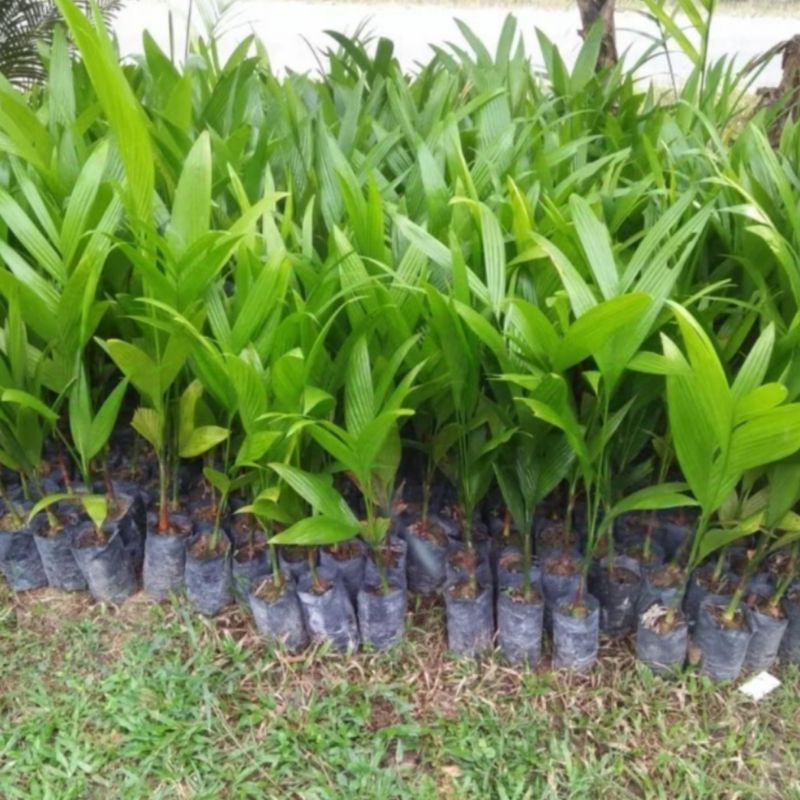 Bibit Pinang Betara Varietas Unggul Siap Tanam