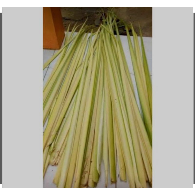 

janur kelapa mudah fresh