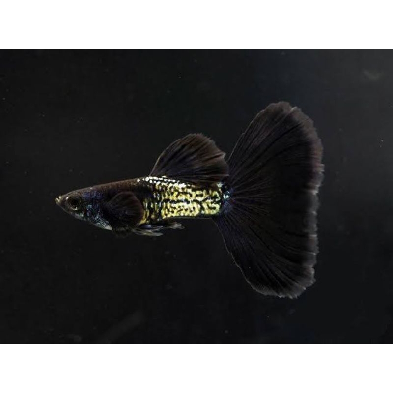 GUPPY MSSBT