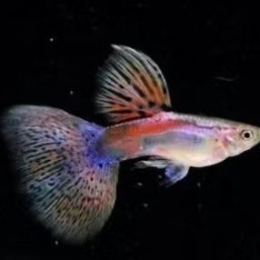 GUPPY RED GRASS