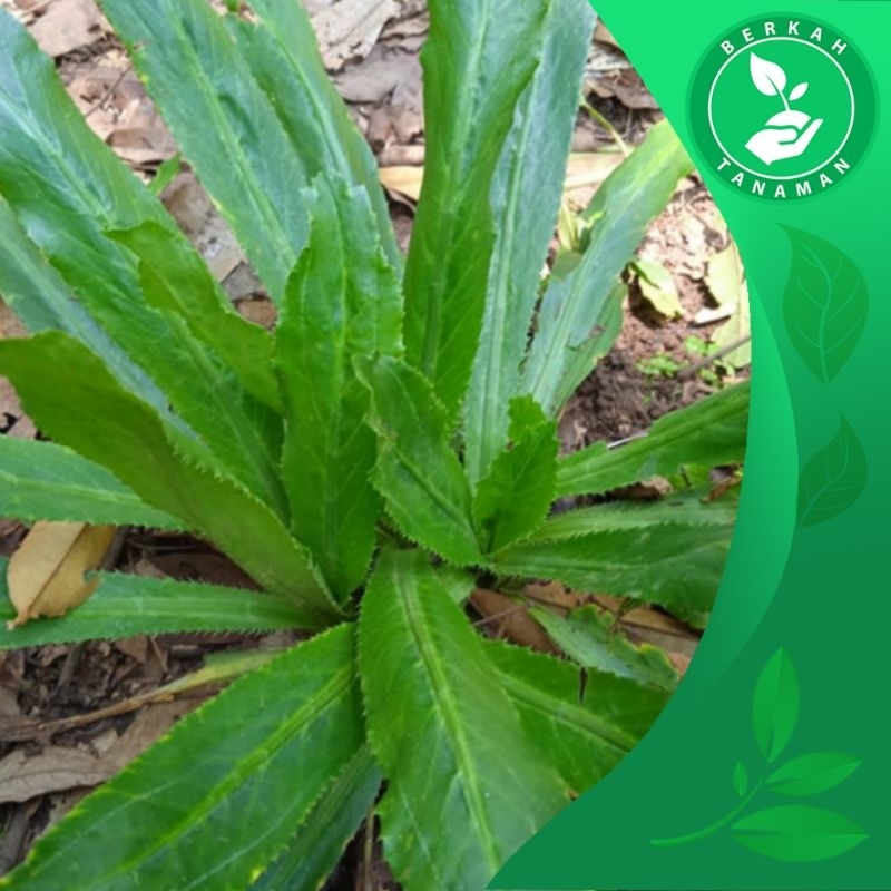 Tanaman Herbal Walang Sangit / Walang Cina