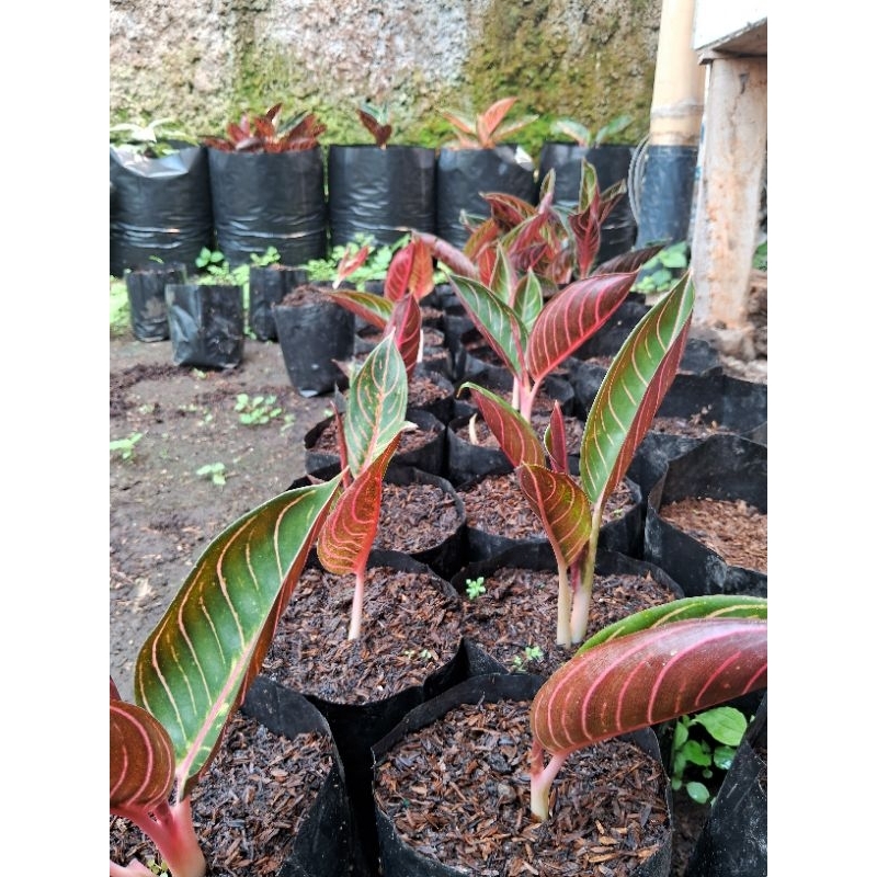 AGLONEMA RED SUMATRA | ANAKAN