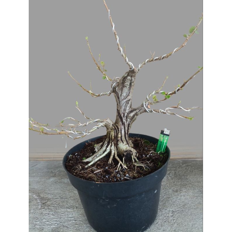 bahan bonsai waru taiwan prokar REALPICT