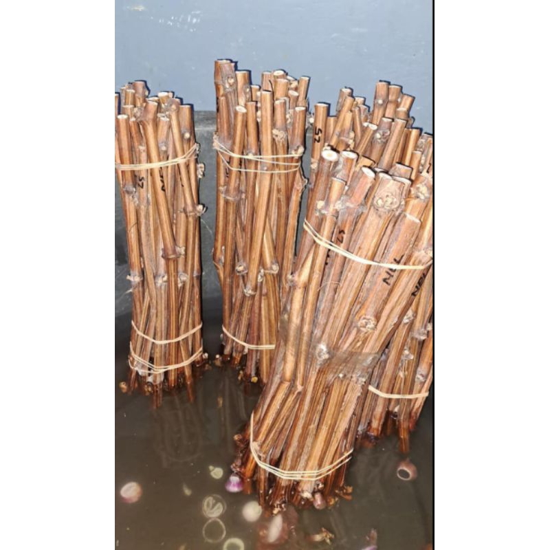 cutting anggur isabella