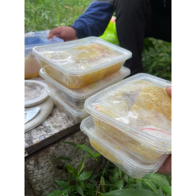 madu lebah Apis cerana hutan