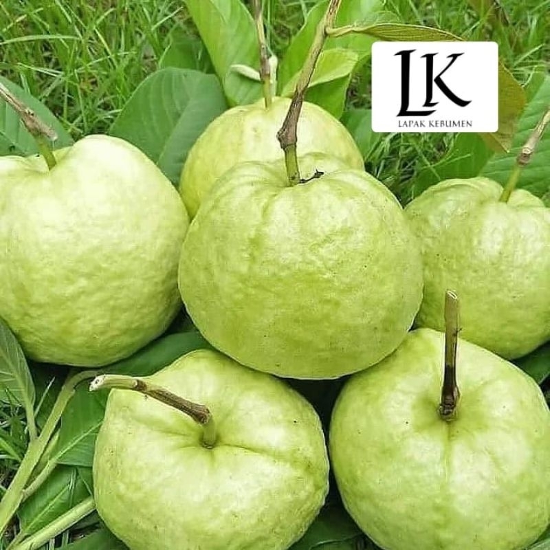 

Jambu Kristal Asli Kebumen 500g