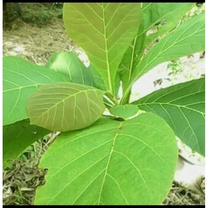 

daun jati segar fresh di petik dadakan 1 kg