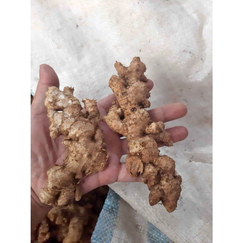 

Jahe Emprit Segar 1kg Jahe Mprit Asli