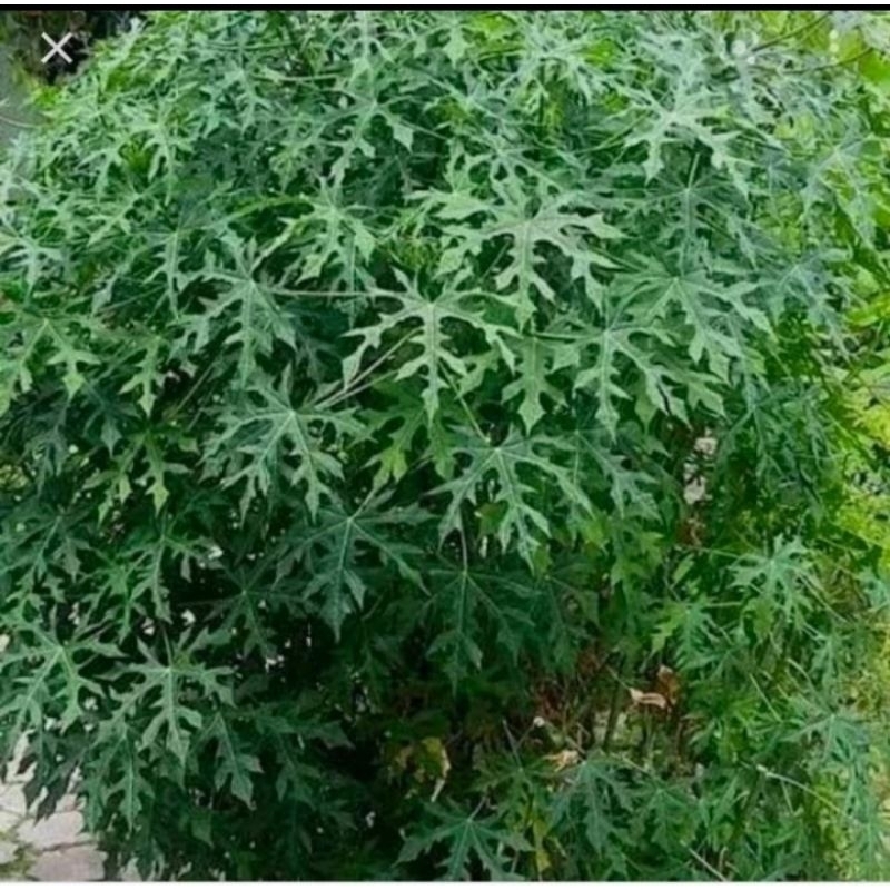 

daun pepaya Jepang 500 gram