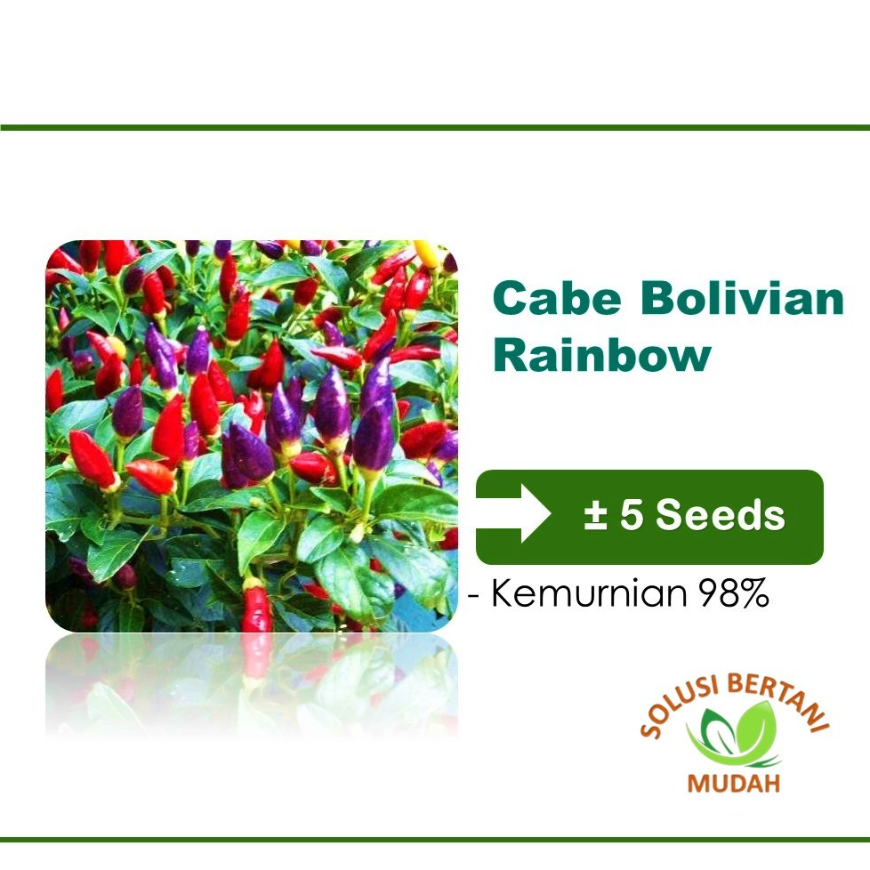 Bibit Benih Cabe Pelangi Rainbow