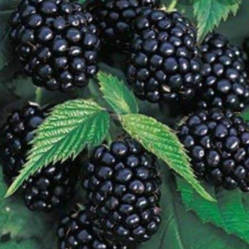 bibit tanaman buah blueberry