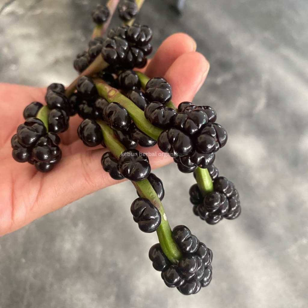 

Biji Buah Binahong Bisa Untuk Bibit Konsumsi Dan Herbal
